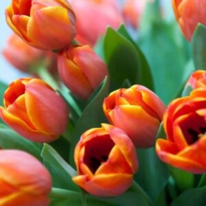 Tulipán var. Ad Rem