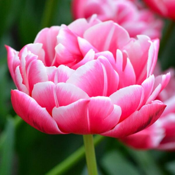 Tulipán var. Columbus