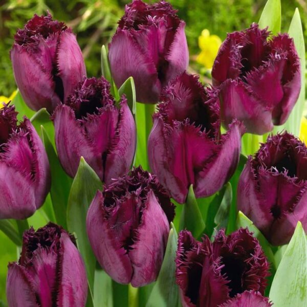 Tulipán var. Curly Sue