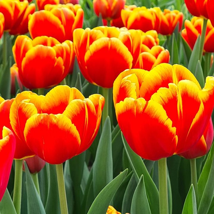 Tulipán var. Denmark