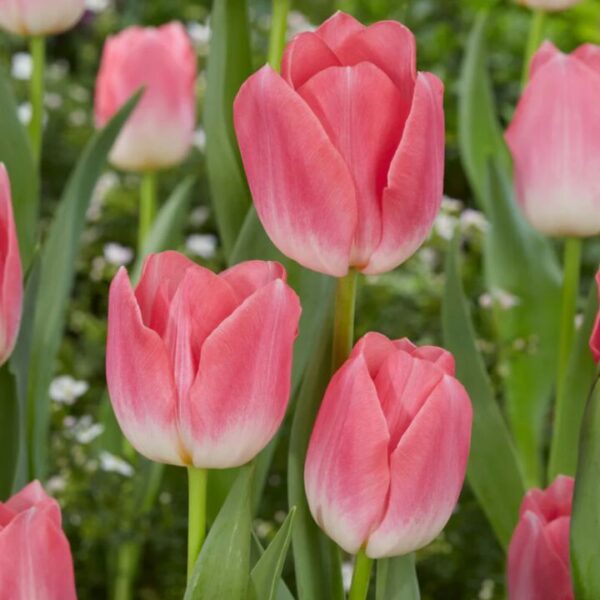 Tulipán var. Dinasty