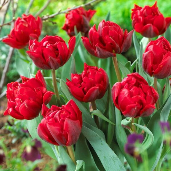 Tulipán var. Red Princess