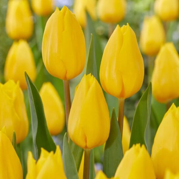 Tulipán var. Strong Gold