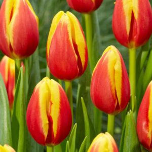 Bulbo de Tulipán Denmark para Jardín y Macetas