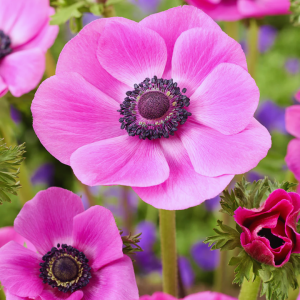 Anémonas var. Rosado