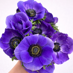Anémonas var. Azul