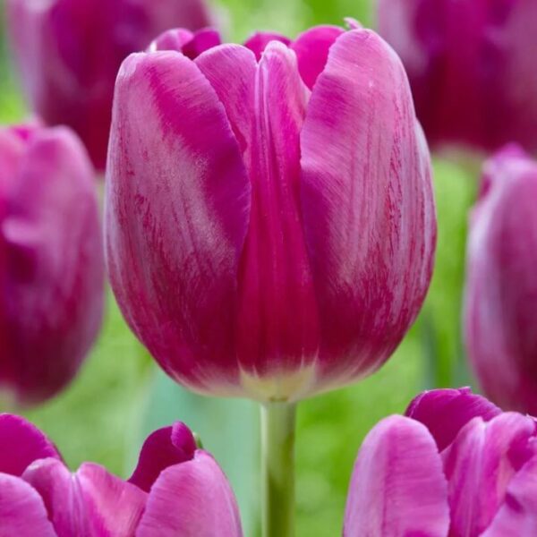Tulipán var. Bullit