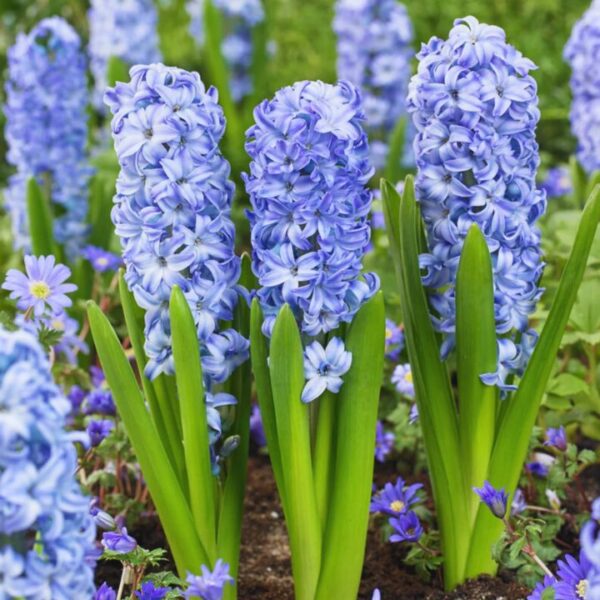 Jacintos var. Aqua