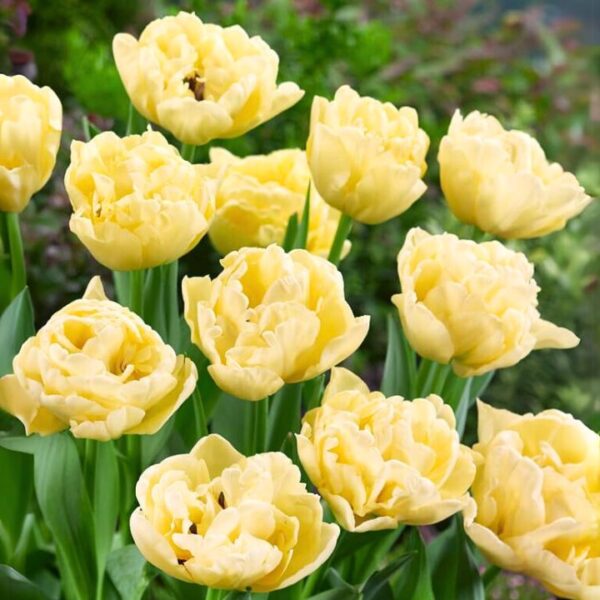 Tulipán var. Avant Garde