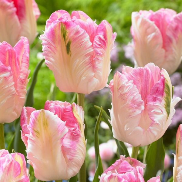 Tulipán var. Cabanna