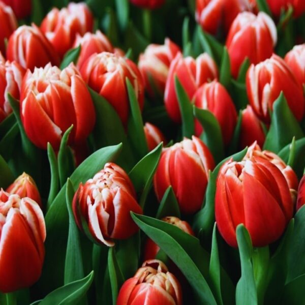 Tulipán var. Concorde