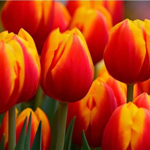Tulipán var. Deltaqueen