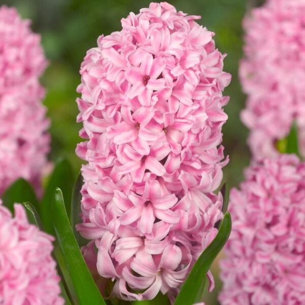 Jacintos var. Fondant