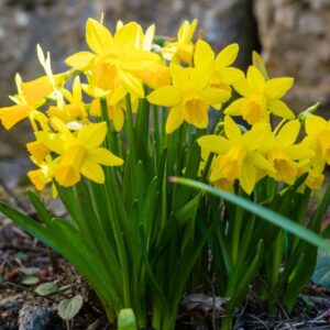 Narcisos Golden Carpet