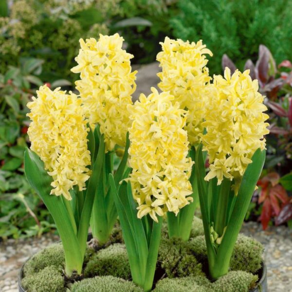 Jacintos var. Gypsy Princess