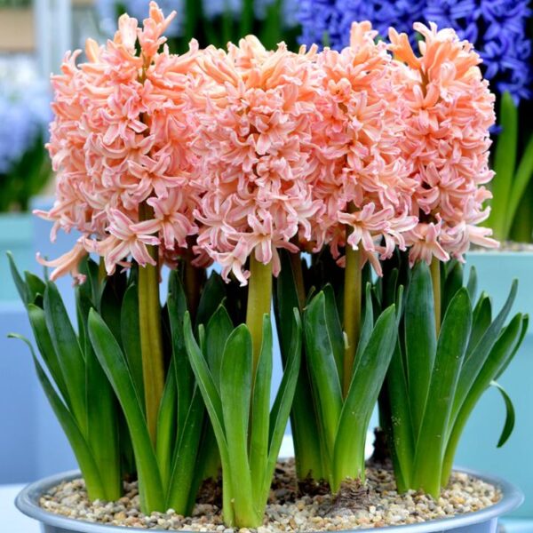 Jacintos var. Gypsy Queen