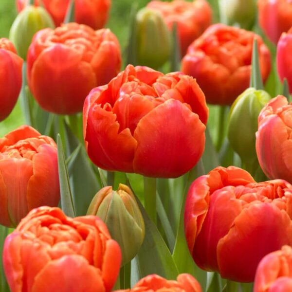 Tulipán var. Icoon