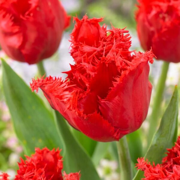 Tulipán var. Indiana