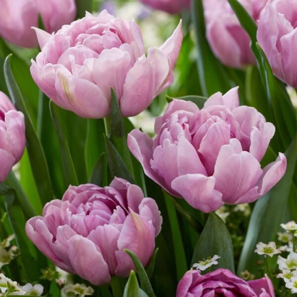 Tulipán var. Katinka