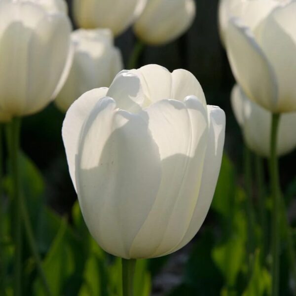 Tulipán var. Lanka