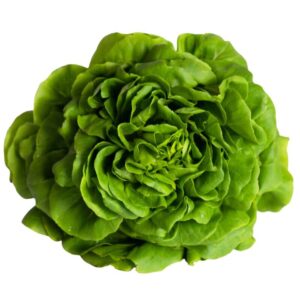 Semillas de Lechuga Reina de mayo