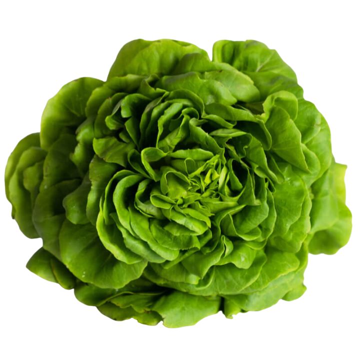 Semillas de Lechuga Reina de mayo