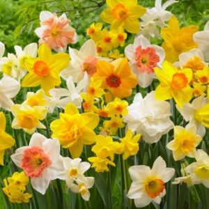 10 bulbos Mix de Narcisos
