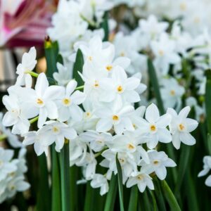 Narcisos Paper White