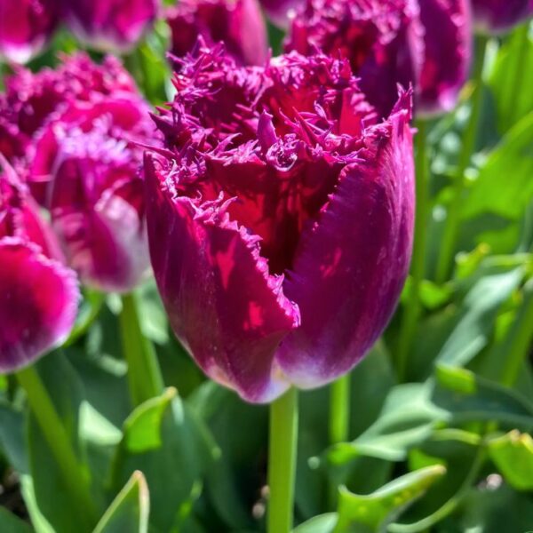 Tulipán var. Purple Crystal