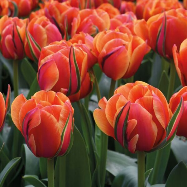 Tulipán var. Queensday