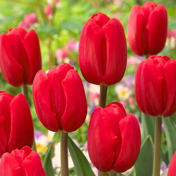 Tulipán var. Rescue