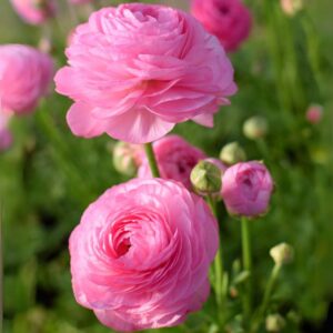 Ranunculos Rosados