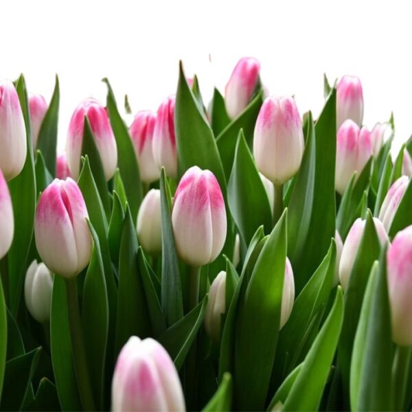 Tulipán var. Sinfonie