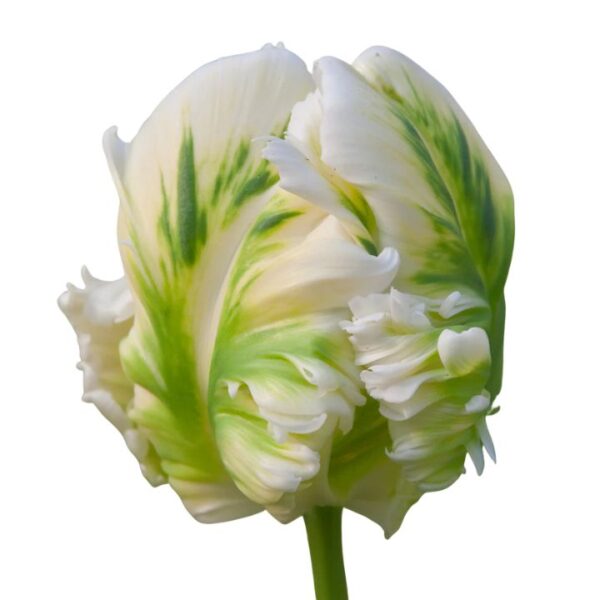 Tulipán var. Super Parrot