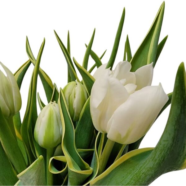 Tulipán var. The edge