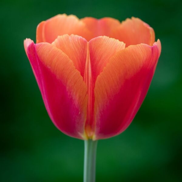 Tulipán var. Time out