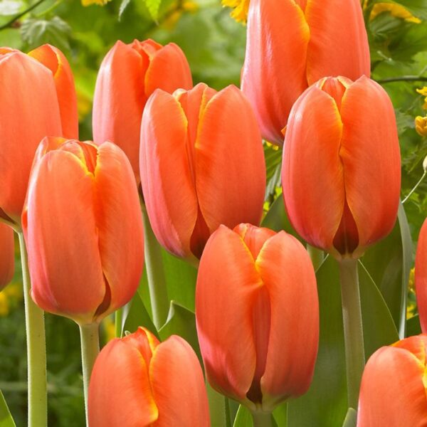 Tulipán var. Triple A