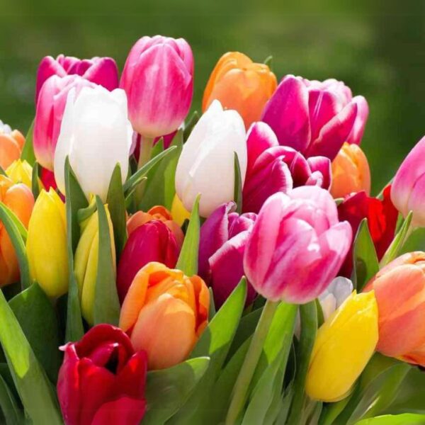 10 bulbos Mix de Tulipán