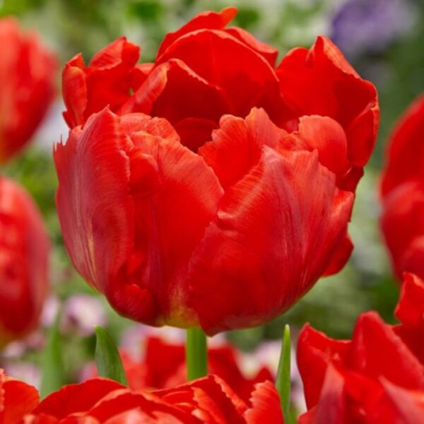 Tulipán var. Viking