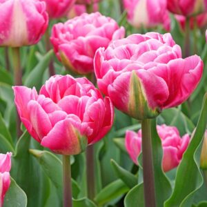 Tulipán var. Vogue