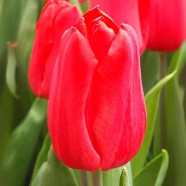 Tulipán var. First Star