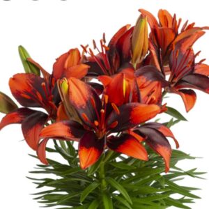 Lilium Tiny Ink
