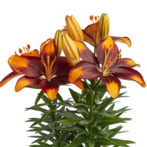 Lilium Pot Tiny Lion