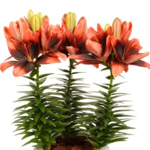 Lilium Pot Tiny Shadow