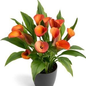 Bulbos Cala var. Orange pride
