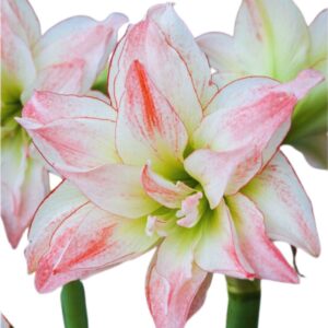 Amaryllis var. Aphrodita