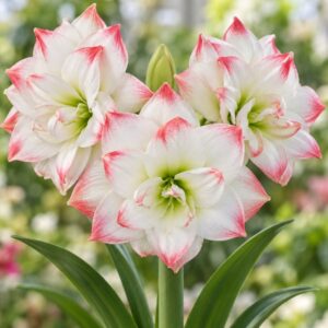 Amaryllis var. Amadeus