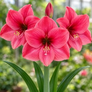 Amaryllis var. Bolero