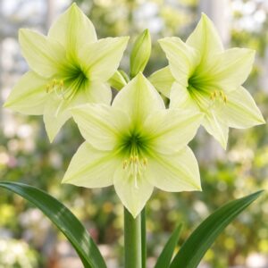 Amaryllis var. Lemon Star