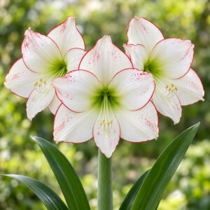 Amaryllis var. Picasso